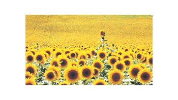 Advierten sobre el valor del girasol.