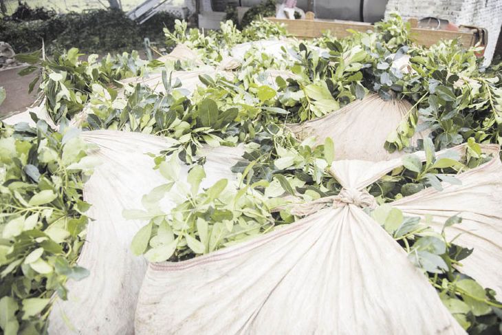 competitividad. En las provincias buscan mejorar la rentabilidad de los productores de cara a que puedan realizar inversiones para la próxima cosecha y piden un dólar diferencial, como ocurre para la soja.