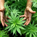 Cabildo Abierto impulsa aplicar IVA al cannabis y cuestiona exoneraciones. Cabildo Abierto impulsa aplicar IVA al cannabis y cuestiona exoneraciones.