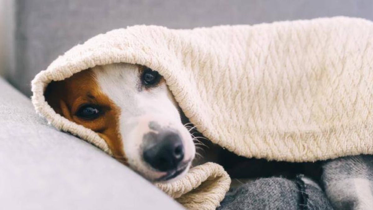 How to take care of your cold dog in winter: symptoms and solutions