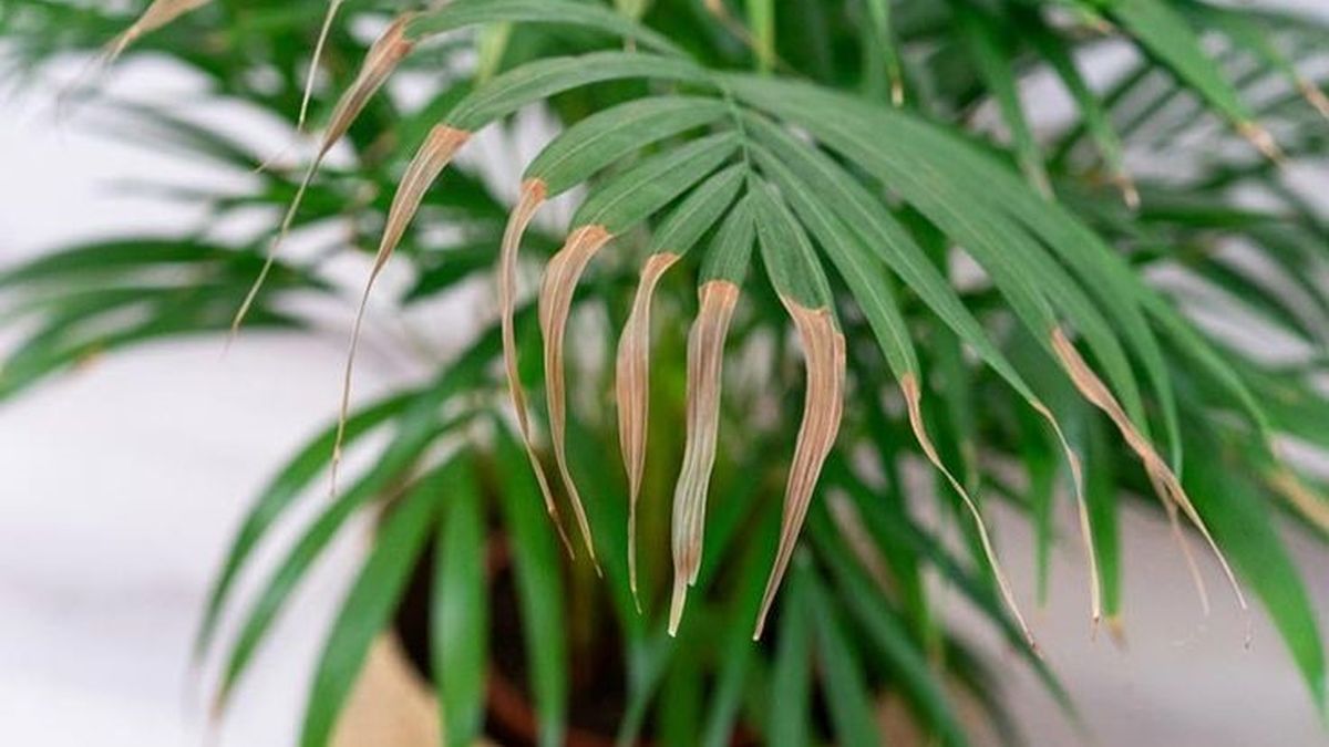 Summer tips how to prevent the tips of the leaves of your indoor