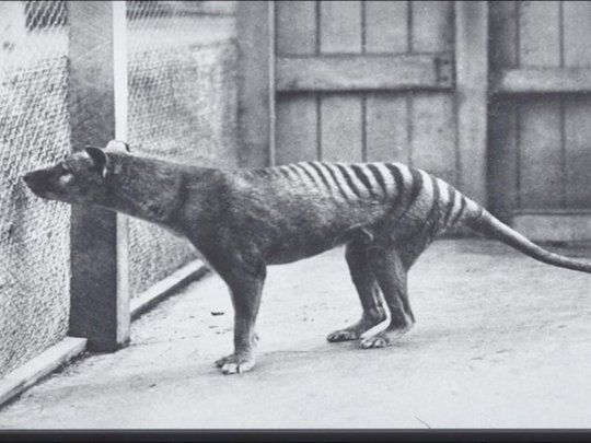 El tigre de Tasmania se creía extinto en 1936.