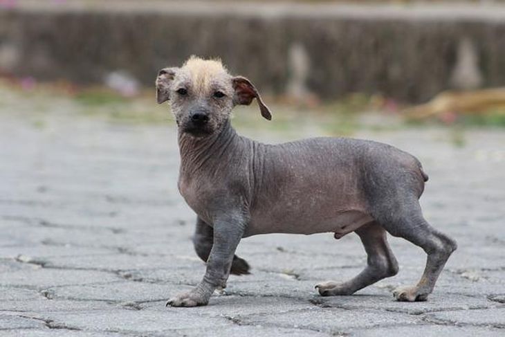 Many owners choose this option, and although without bad intentions, they end up harming them. Many owners choose this option, and although without bad intentions, they end up harming them.