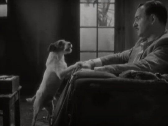 Uggie&nbsp;fuecoronado como el mejor perro en los 20 años de historia del premio Palm Dog enCannes
