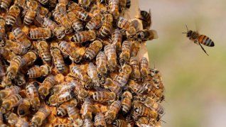 Córdoba: un hombre murió al ser atacado por un enjambre de abejas