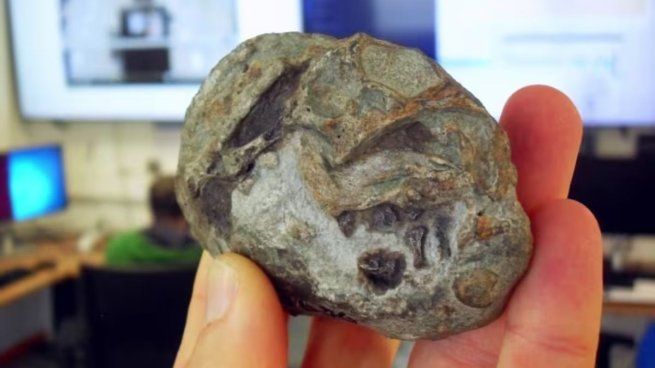 El fósil fue hallado en Sudáfrica y pertenece a un embrión de Lystrosaurus.