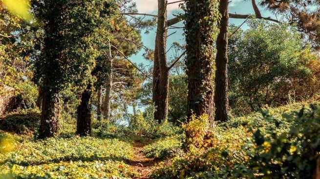 Es ideal para quienes buscan desconectarse del ruido y conectar con los bosques de pinos y eucaliptos.