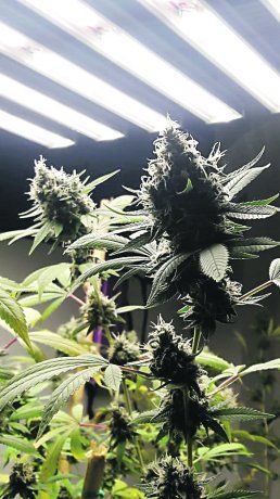 HEMP2.jpg