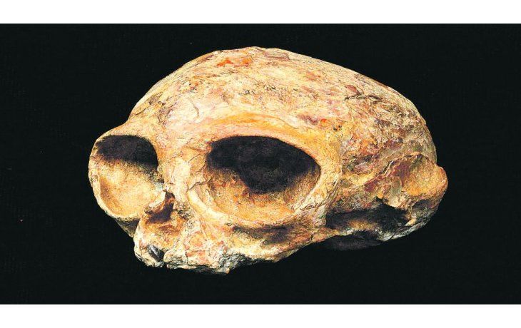 Primate. Está en la cadena de simios. La nueva especie se nombró Alesi.