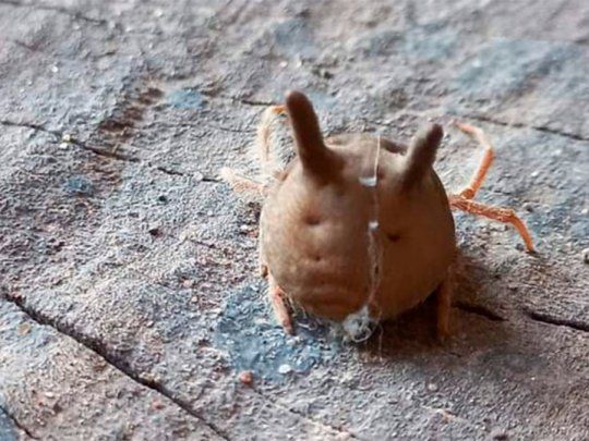 Araña cabeza de gato.