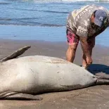 El momento en el que el turista toca al elefante marino, que decide reaccionar. El momento en el que el turista toca al elefante marino, que decide reaccionar.