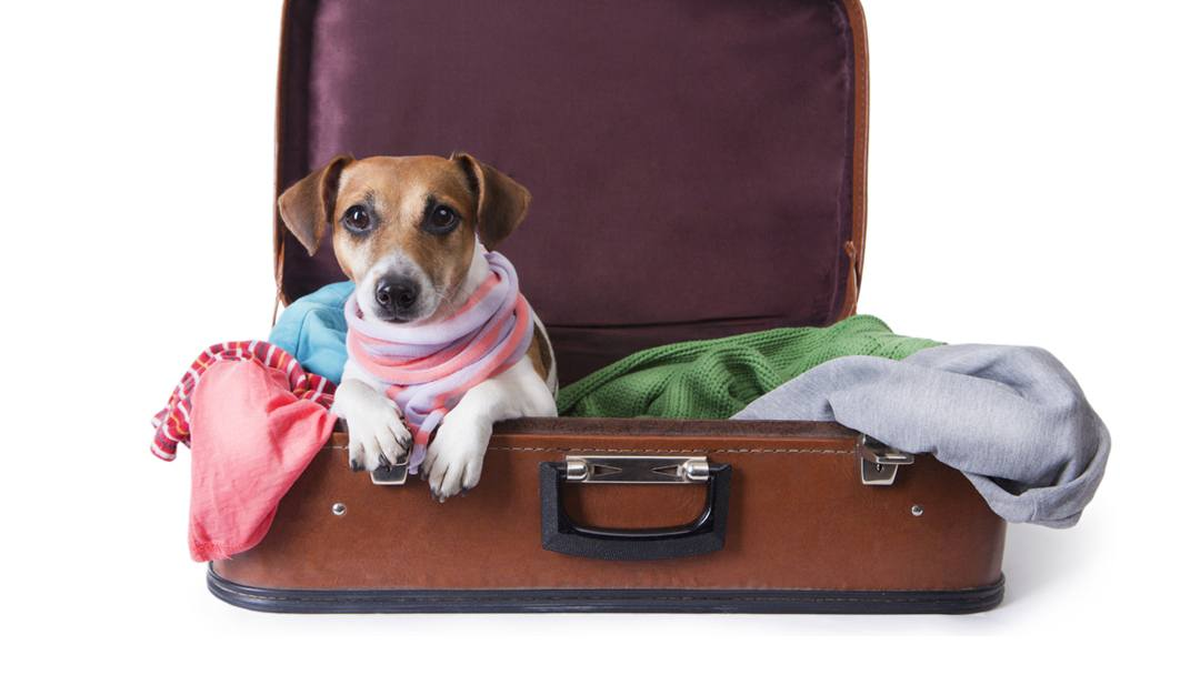 Holidays with pets: 5 tips for a risk-free trip and stay