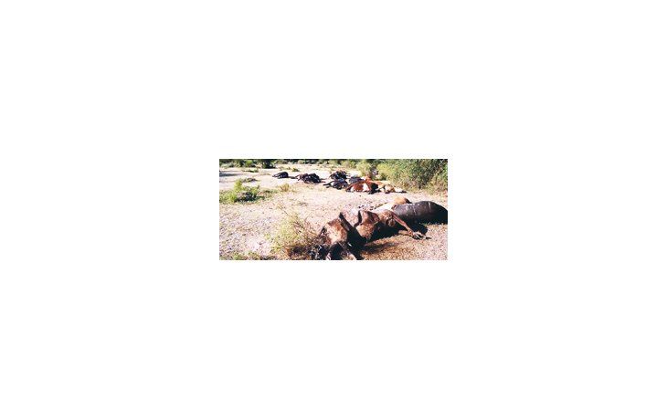 Los ganaderos de La Rioja atraviesan una situación desesperante por la falta de lluvias que recién están pronosticadas para fines de este año o enero del próximo.