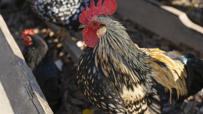 Qué dice la SCJN sobre espectáculos con animales en Nayarit.
