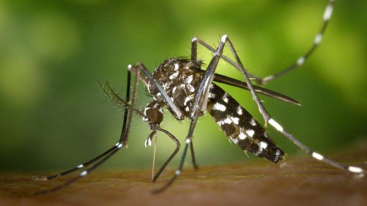 El 86% de los casos de dengue en Provincia no tiene antecedentes de viaje. 