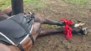 Los animales estaban atados a un poste a la espera de comenzar su entrenamiento.