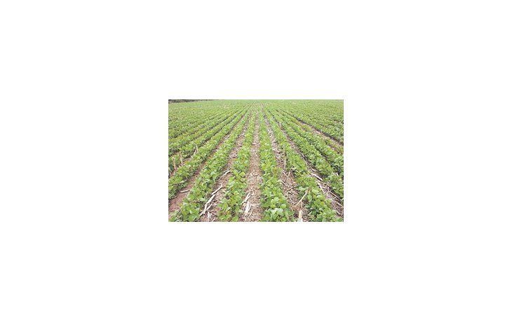 ámbito.com | Desde el attaché agrícola de la Embajada de EE.UU. en nuestro país, se proyecta un área de cultivo con soja de 19 millones de hectáreas, lo que implica, según sus estimaciones, un incremento en la siembra del 3% respecto del año anterior.