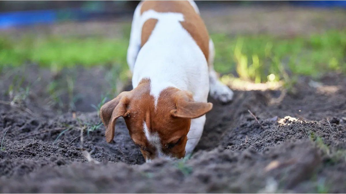 ¿Tu perro hace pozos en el patio? Esto dice la ciencia sobre su comportamiento