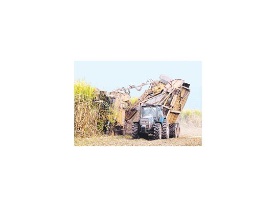 La producción de azúcar de la zafra principal del centro sur brasileño cayó a 67.500 toneladas durante la segunda mitad de diciembre, una baja del 81% ante las 357.100 toneladas producidas en la misma quincena de 2009.