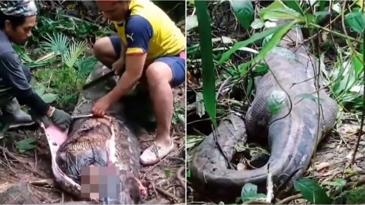 A woman was swallowed whole by a snake in Indonesia