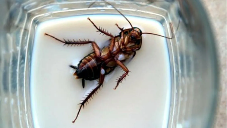 El bicarbonato afecta directamente a las cucarachas causándoles la muerte. El bicarbonato afecta directamente a las cucarachas causándoles la muerte.