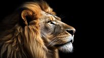 El León, portagonista del Portal del 8/8.