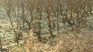 The drought destroyed 30% of wine production. The drought destroyed 30% of wine production.