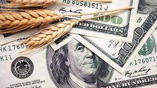 ámbito.com | trigo.jpg