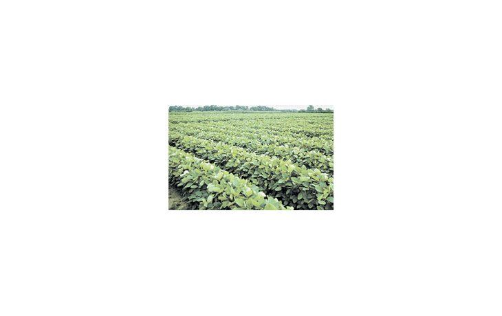 ámbito.com | EE.UU. espera lograr una campaña de 79 millones de toneladas en soja y ruega que el clima acompañe la producción de la oleaginosa.