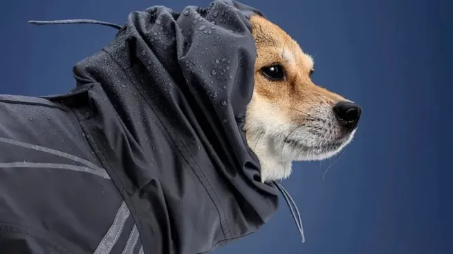Adidas apuesta a la humanización animal con una nueva colección para mascotas.