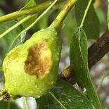 El granizo afectó a los productores de frutas del Alto Valle. El granizo afectó a los productores de frutas del Alto Valle.