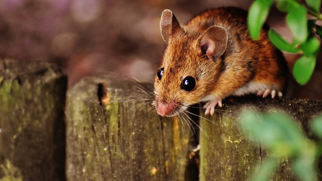 mouse-g72f2ea052_1920.jpg