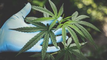 La opción de bebidas sin alcohol con base de cannabis comenzó a generar interés entre los consumidores de todo el mundo.
