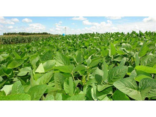 La soja subió un 0,2% a u$s 344,48 en la semana (pero cayeron fuerte el maíz y el trigo)