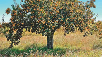 la fruta mexicana que oculta un poderoso secreto para tu salud