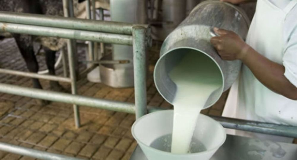 En términos de volumen, Mastellone comercializó 1.059 millones de litros de leche, un 12,6% más que en igual período del año pasado. En términos de volumen, Mastellone comercializó 1.059 millones de litros de leche, un 12,6% más que en igual período del año pasado.