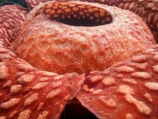 Con 111 centímetros de diámetro, es el mayor ejemplar de Rafflesia tuan-mudae jamás avistado. 