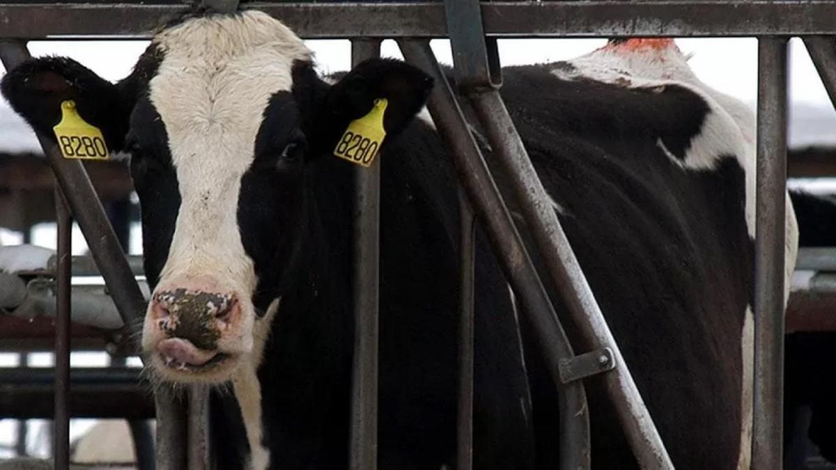 Mad cow in Brazil, how can it affect Uruguay?