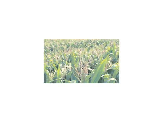 El Departamento de Agricultura de Estados Unidos estimó un recorte en la cosecha de maíz para la campaña 2011/12 por reducción del área sembrada. La ola de calor no trae buenas noticias.