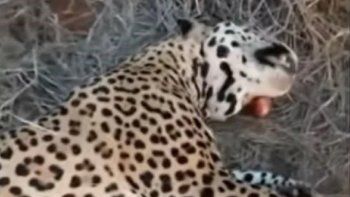 Yaguareté muerto en Formosa.&nbsp;