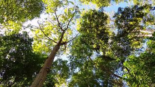 ámbito.com | Bosques carbono neutral.jpg