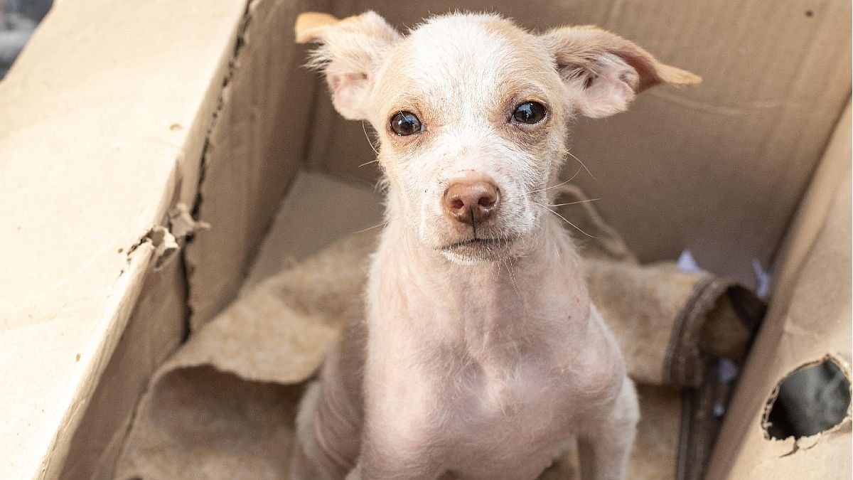 Pets: launch campaign for adoption and responsible ownership “The street leaves marks on me”