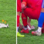 Viral: en el fútbol de Turquía le dieron un pelotazo a una gaviota y un jugador tuvo que reanimarla con RCP Viral: en el fútbol de Turquía le dieron un pelotazo a una gaviota y un jugador tuvo que reanimarla con RCP
