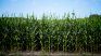 The planthopper gained centrality in the corn chain and if the rains arrive, decisions will have to be made on the fly. The planthopper gained centrality in the corn chain and if the rains arrive, decisions will have to be made on the fly.