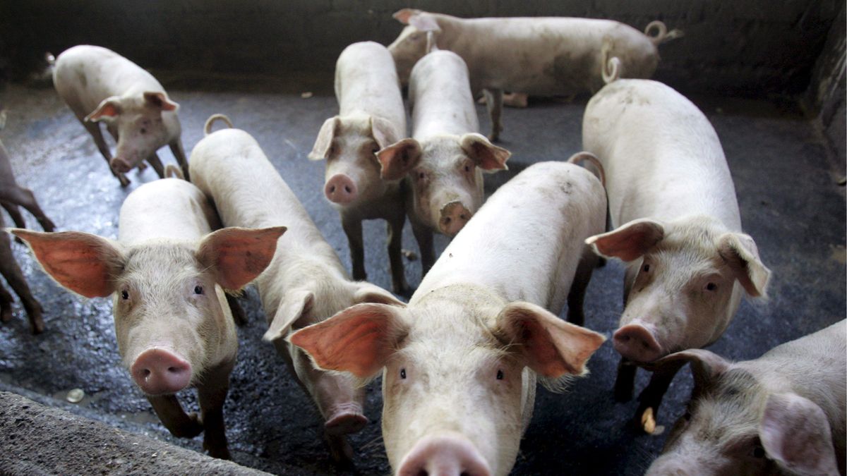 industrialists and pig producers reject the official measure industrialists and pig producers reject the official measure