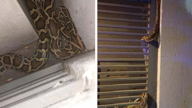 Piton en La Plata.jpg