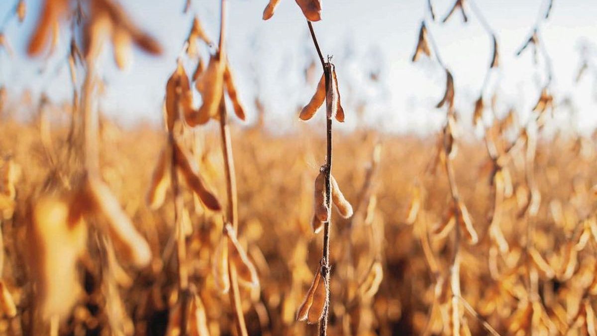 Soybeans suffered their eighth fall in the last nine days and pierced the floor of $600