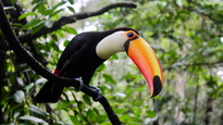 Finde XXL en la selva: vida silvestre, cultura guaraní y más tesoros de Iryapú
