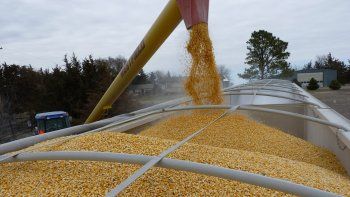 sostienen que casi 61% de la renta agricola se la lleva el estado