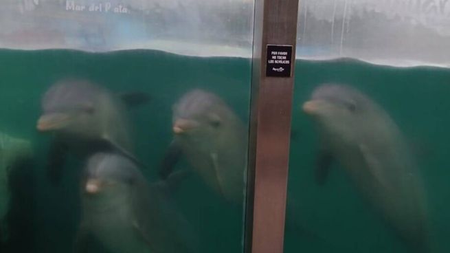 Denuncian abandono y falta de mantenimiento hacia los animales que se encuentran en el ex Aquarium de Mar del Plata.
